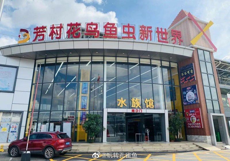 開封龍魚出售信息大全 開封龍魚出售信息大全 龍魚百科 第9張