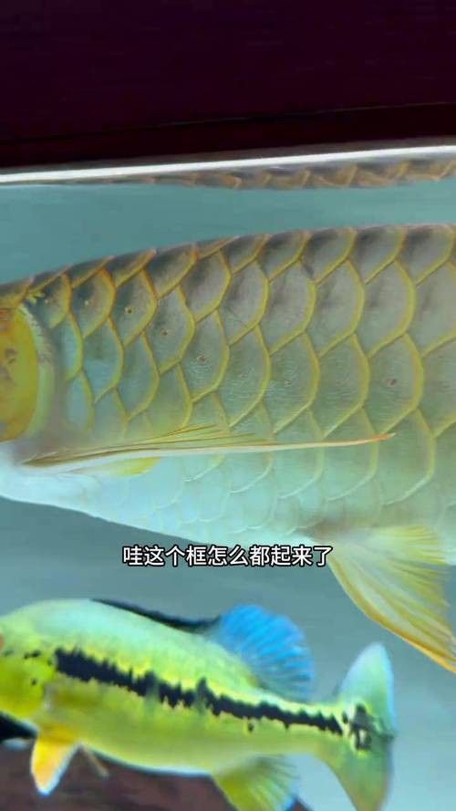 金龍魚第二鱗框多大發色
