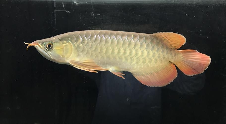 金龍魚第二鱗框多大發色