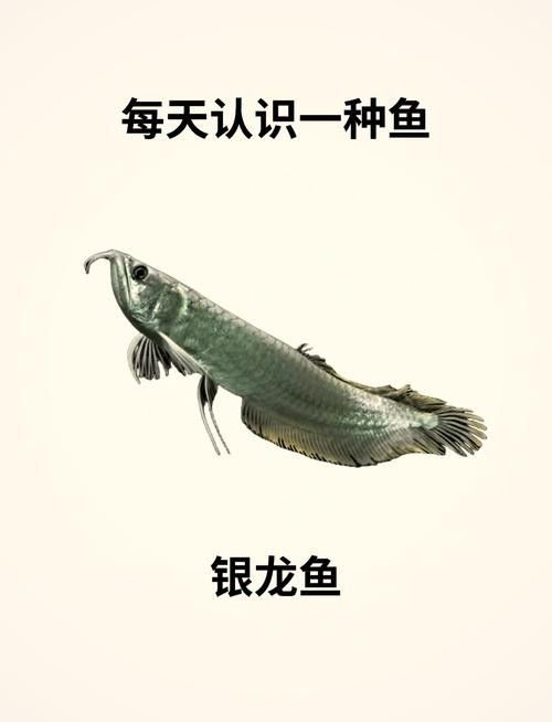 銀龍魚分類及圖片大全