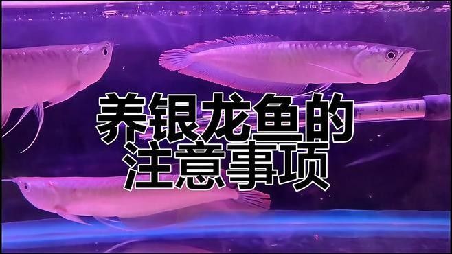 銀龍魚分類及圖片大全