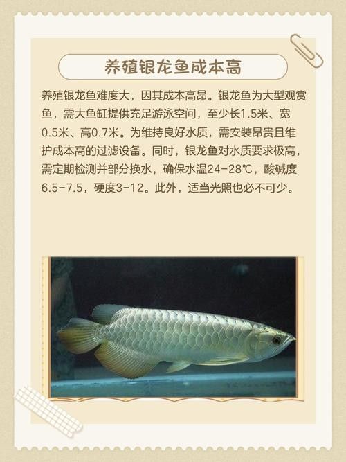 銀龍魚分類及圖片大全