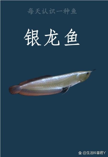 銀龍魚分類及圖片大全