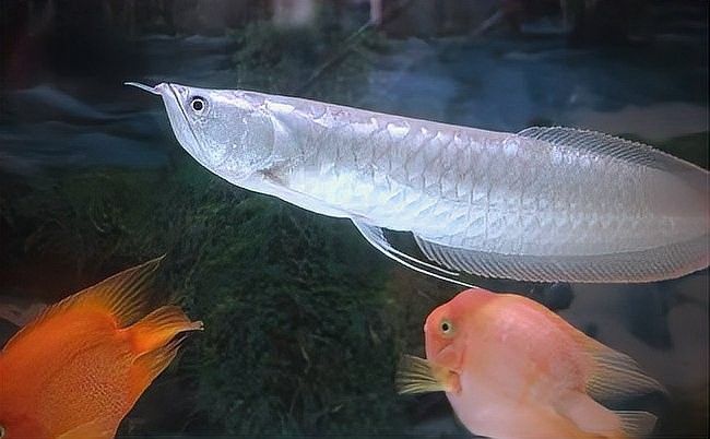 銀龍魚幾年就不長了