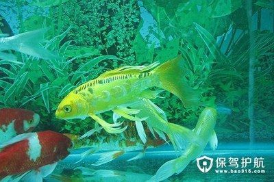 金龍魚的風水作用是什么：金龍魚在風水學中具有多種吉祥的意義和作用