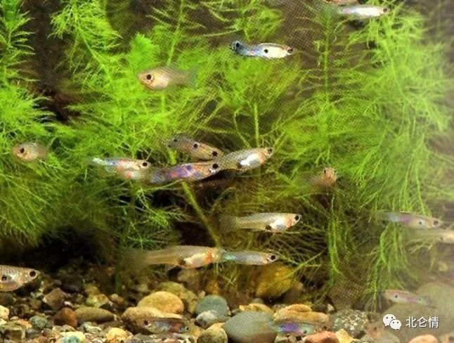 養龍魚大忌三個東西：養龍魚時需要注意魚缸大小、水質管理和水溫控制這三個方面