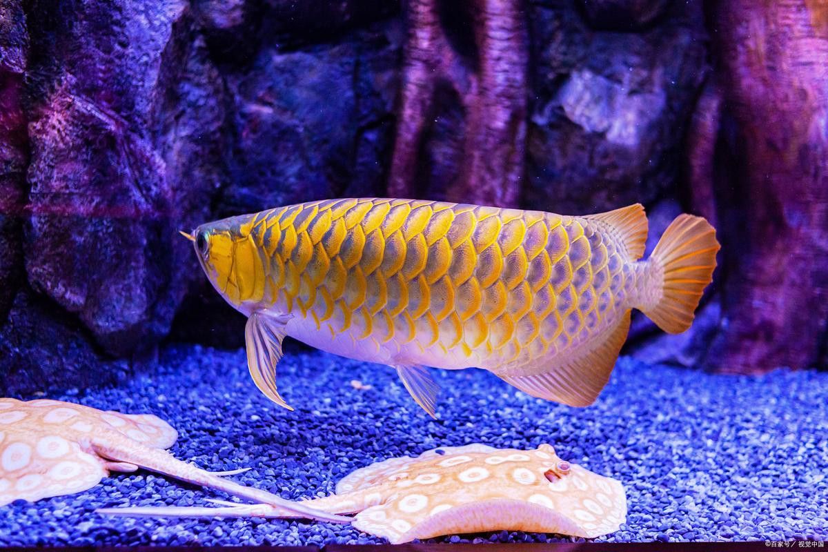 金龍魚配什么背景顏色好