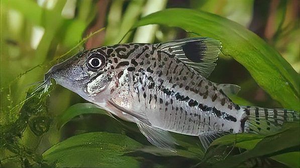 能推薦一些適合混養的底棲魚類嗎？