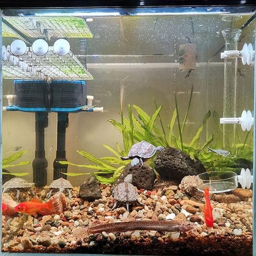 能推薦一些適合混養的底棲魚類嗎？