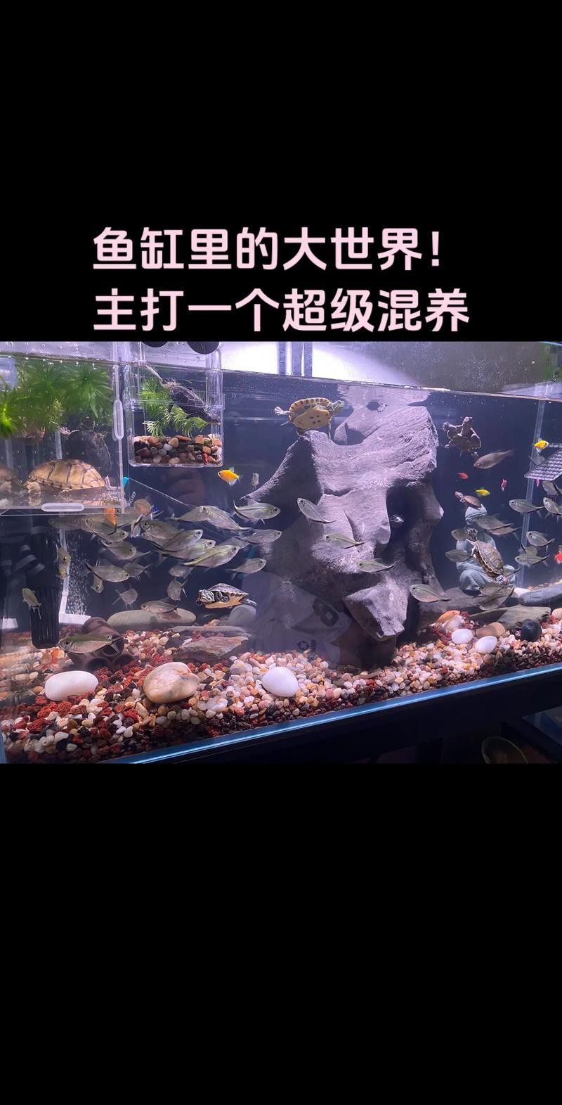 能推薦一些適合混養的底棲魚類嗎？