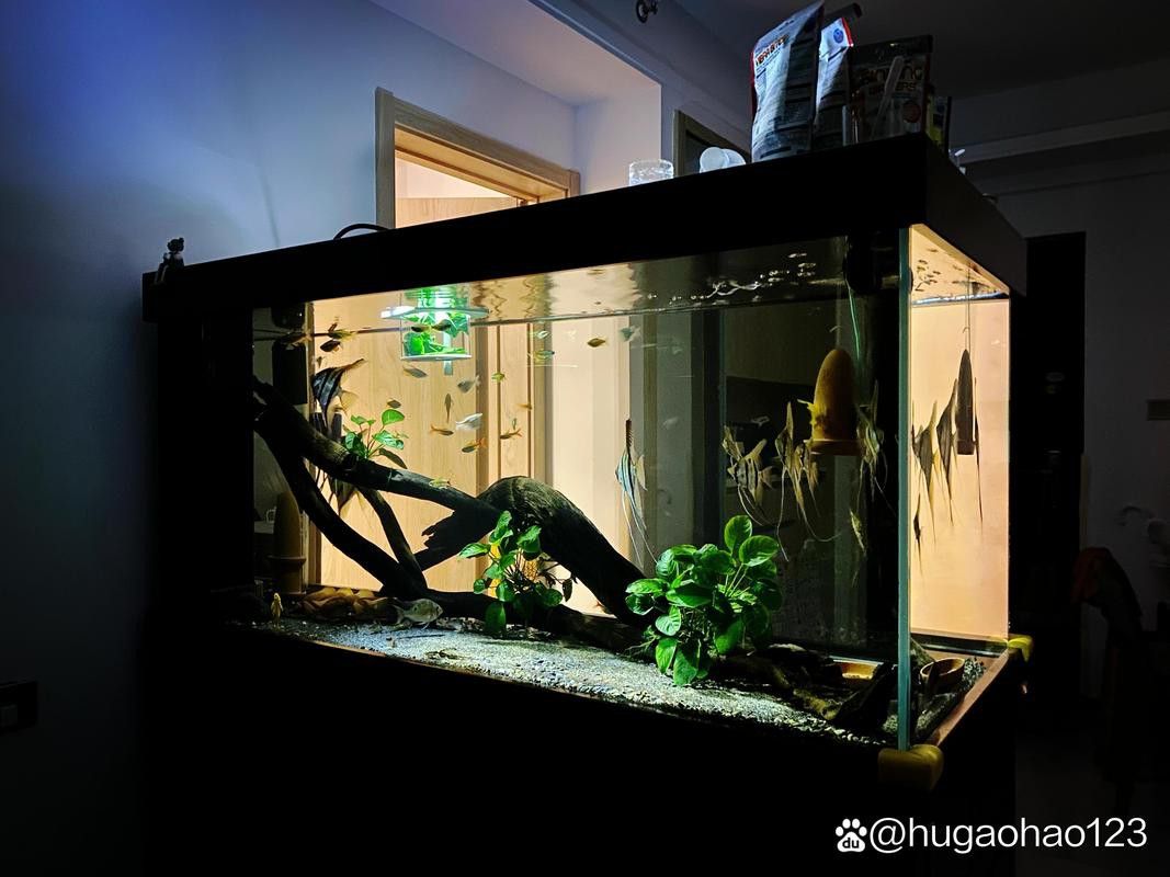 能推薦一些適合混養的底棲魚類嗎？