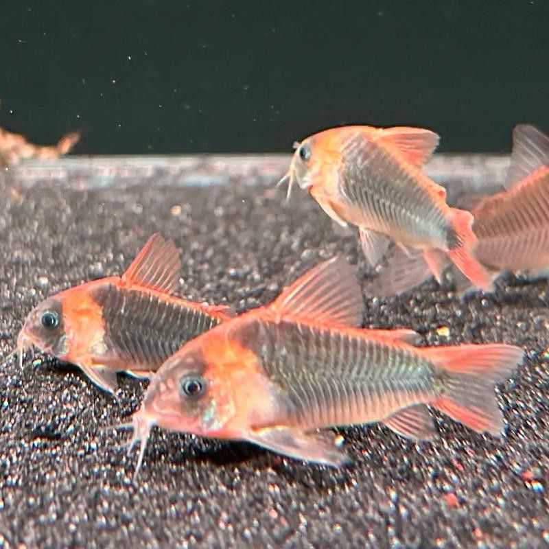 能推薦一些適合混養的底棲魚類嗎？