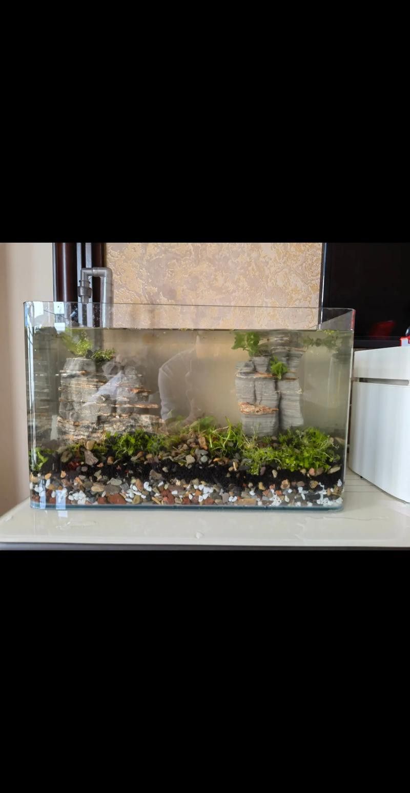 能推薦一些適合混養的底棲魚類嗎？