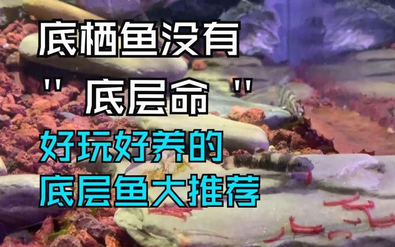 能推薦一些適合混養的底棲魚類嗎？