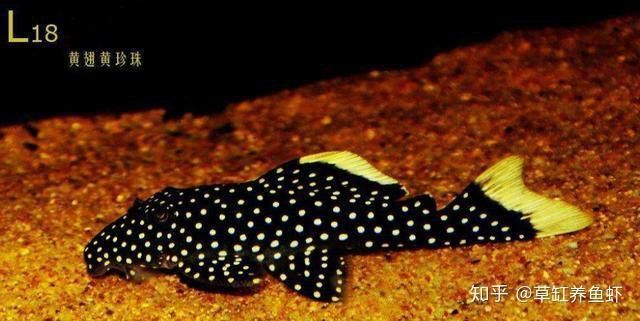 能推薦一些適合混養的底棲魚類嗎？