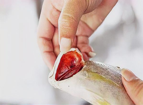 金龍魚不新鮮會有什么表現(xiàn)？