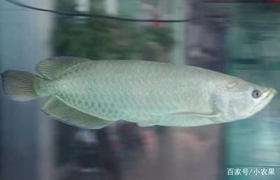 養銀龍魚的水溫是多少度：養銀龍魚的最佳水溫是多少度
