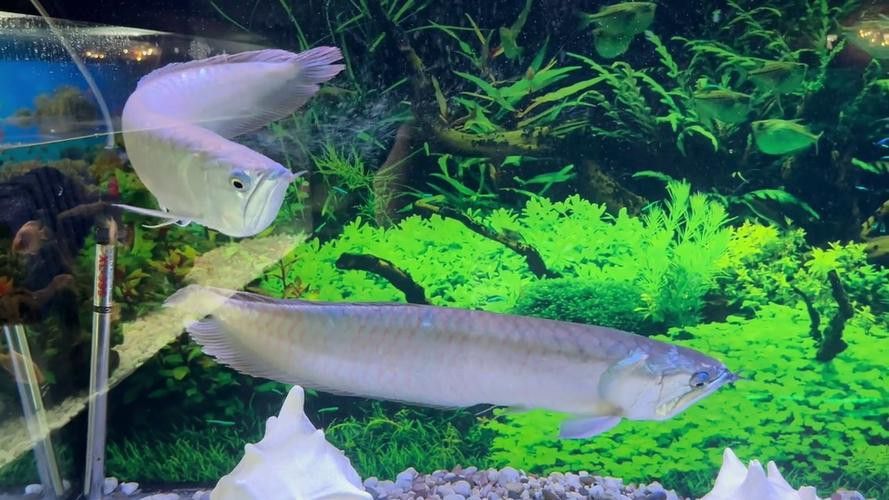 給我推薦一些信譽良好的龍魚商家