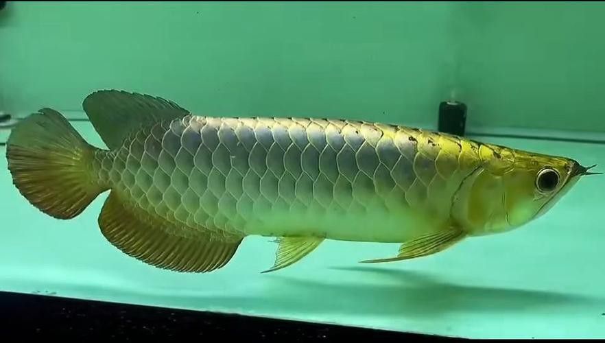 祥龍魚的價格范圍是多少？