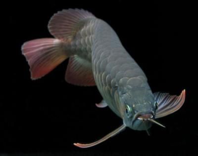龍魚為什么會發出聲音：龍魚為什么會發出聲音呢？