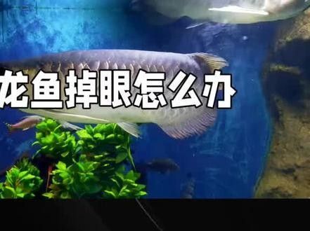 龍魚經常撞缸是怎么回事