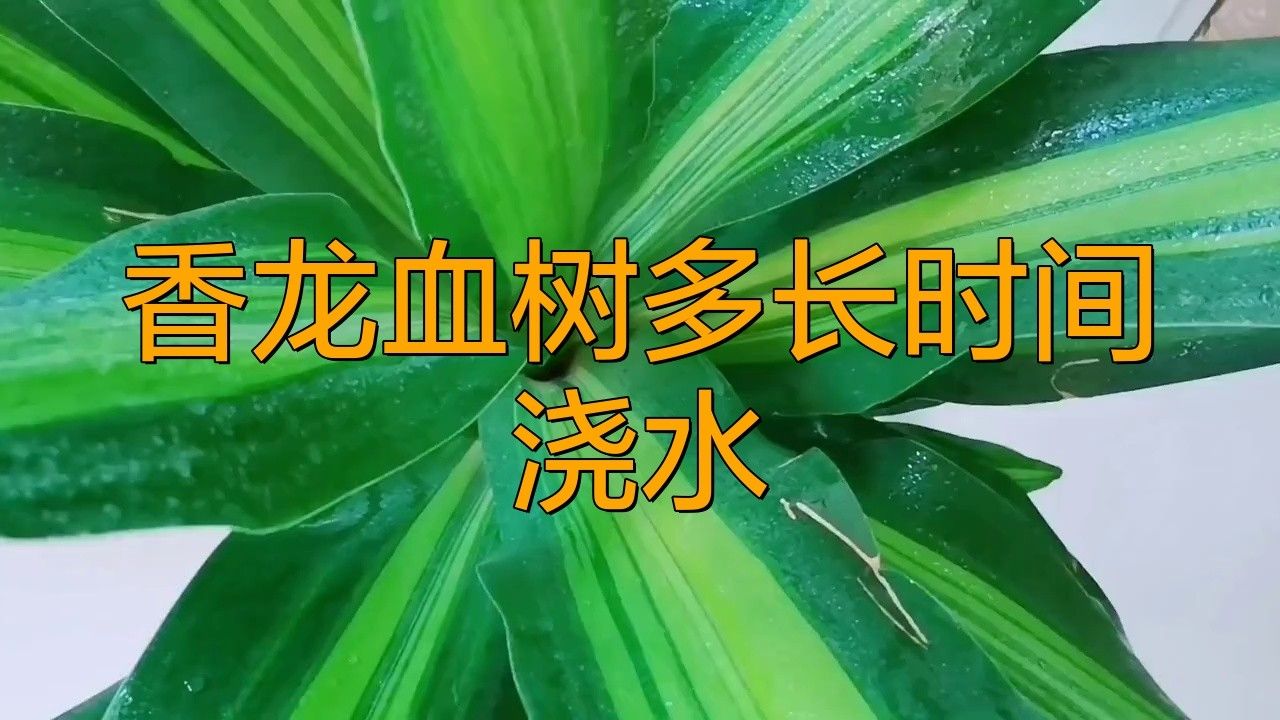 龍血樹澆水的最佳時(shí)間