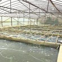 哪里批發(fā)金龍魚魚苗便宜