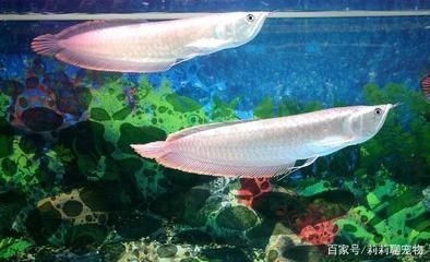 養龍魚放什么濾材（養龍魚時選擇合適的濾材對于維持良好的水質至關重要）