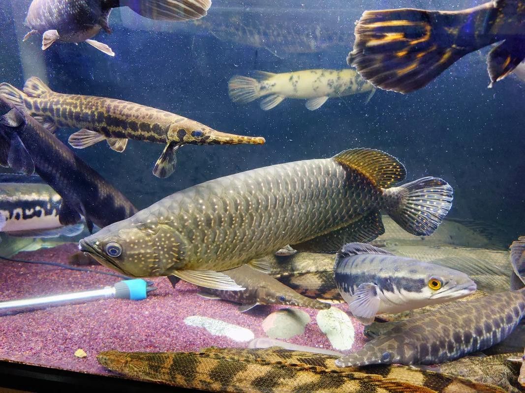 星點(diǎn)龍魚和青龍魚的區(qū)別