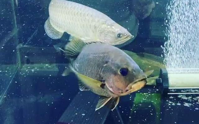 星點(diǎn)龍魚和青龍魚的區(qū)別