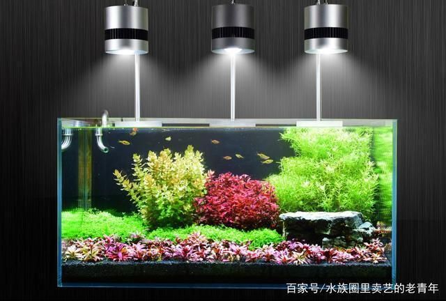 如何選擇觀賞魚專用燈具？：plus日月三基色紅龍魚專用燈具需要綜合考慮多個因素