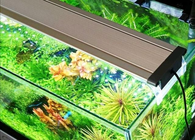 如何選擇觀賞魚專用燈具？：plus日月三基色紅龍魚專用燈具需要綜合考慮多個因素