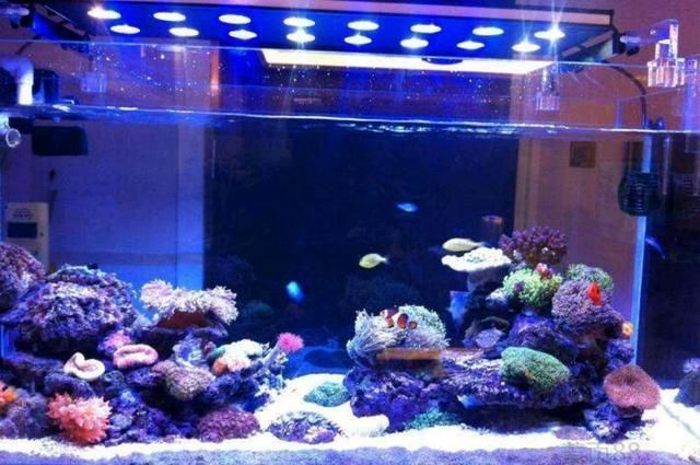 如何選擇觀賞魚專用燈具？：plus日月三基色紅龍魚專用燈具需要綜合考慮多個因素