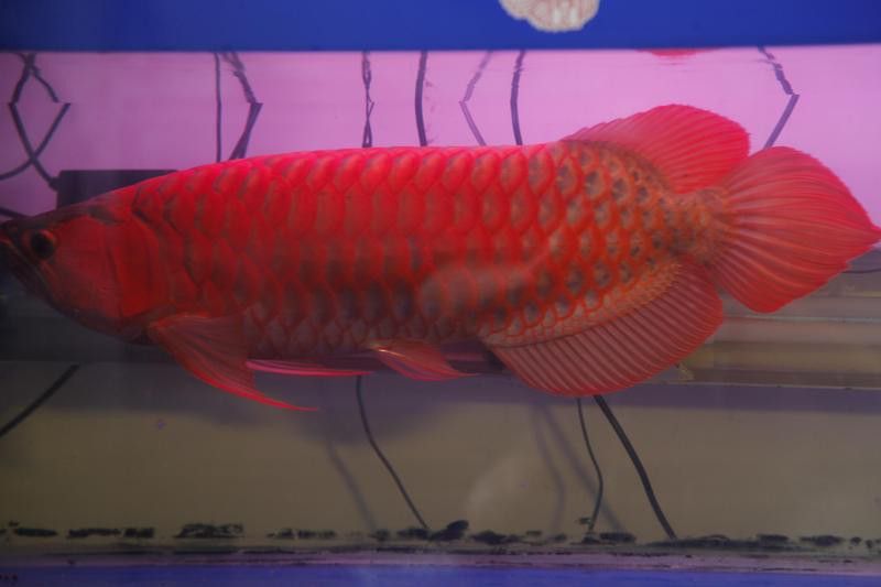 金龍魚最適宜的溫度