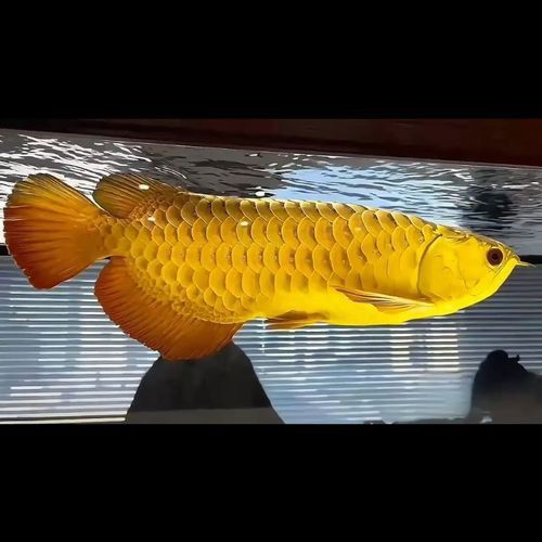 漂亮的金龍魚圖片高清