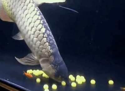 金龍魚喂多少合適：金龍魚喂食量和頻率需要根據大小來確定，金龍魚喂多少合適