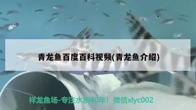 青龍魚值錢嗎值錢嗎（青龍魚市場價格波動原因）