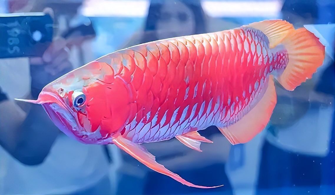 紅龍魚養(yǎng)殖場(chǎng)賺錢嗎現(xiàn)在