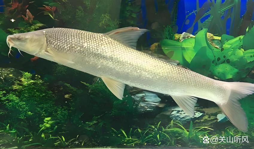 金銀龍魚圖片