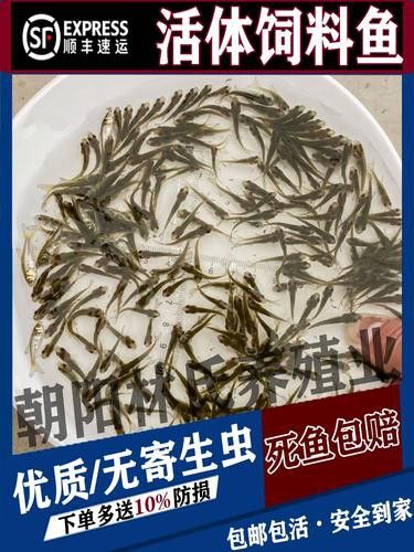 金銀龍魚圖片