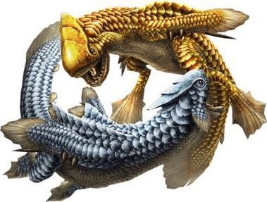 金銀龍魚圖片