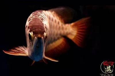 龍魚沉頭能否自愈