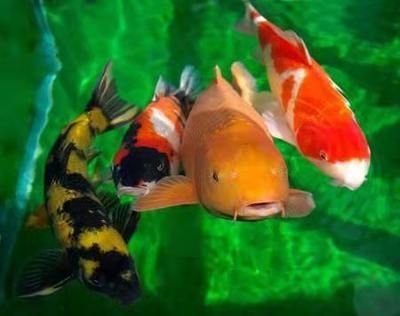 銀龍魚能和草金魚混養嗎（銀龍魚和草金魚是否能混養，需要考慮多個因素，）