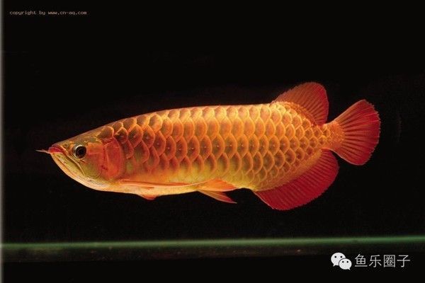 龍魚 品相：龍魚品相鑒別