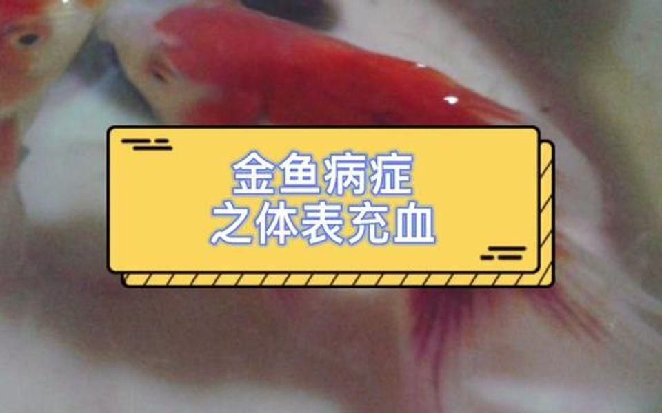 如何判斷魚充血的原因？