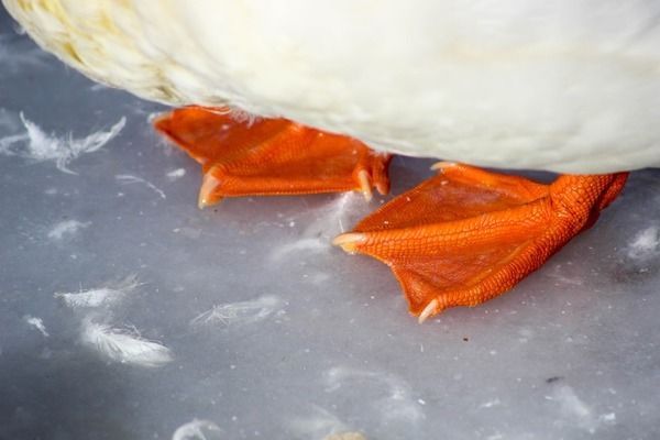 龍魚多久喂一次？：龍魚養殖龍魚的養殖技巧，龍魚的喂食頻率應注意什么