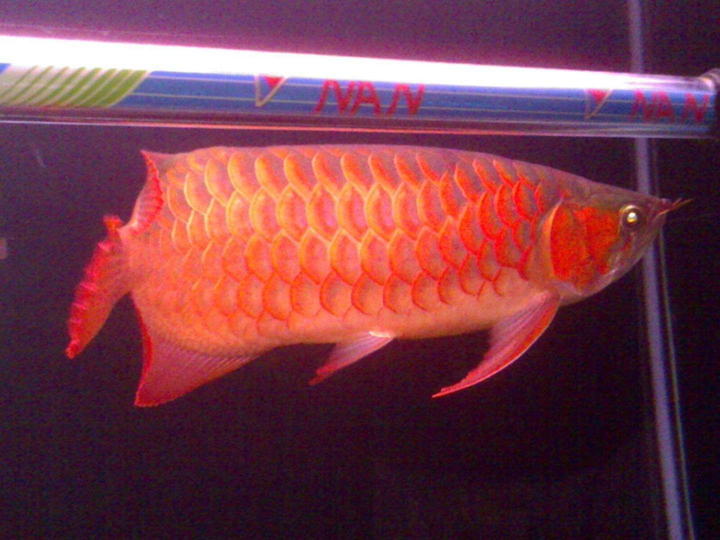 號半龍魚是一種人工雜交培育的龍魚品種，它并不是紅龍魚的原生品種：什么是號半龍魚