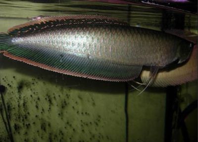 龍魚背鰭發白【龍魚背鰭發白怎么辦】