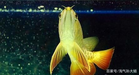龍魚(yú)要經(jīng)常換水嗎：龍魚(yú)的換水頻率并不是固定的，而是取決于多種因素的因素