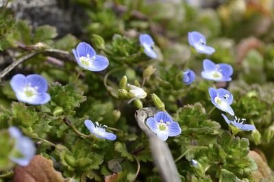 紅龍魚證書號查詢【紅龍魚證書號查詢官網紅龍魚證書號查詢方法分析關鍵詞】
